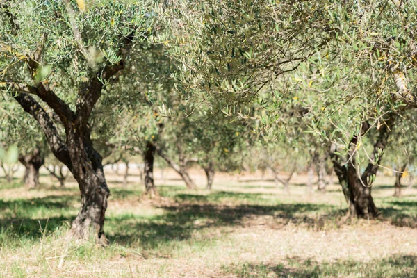 Olivträd Olivträdsträdgården Medelhavets Olivfält Redo För Skörd Italiensk Olivodling Med — Stockfoto