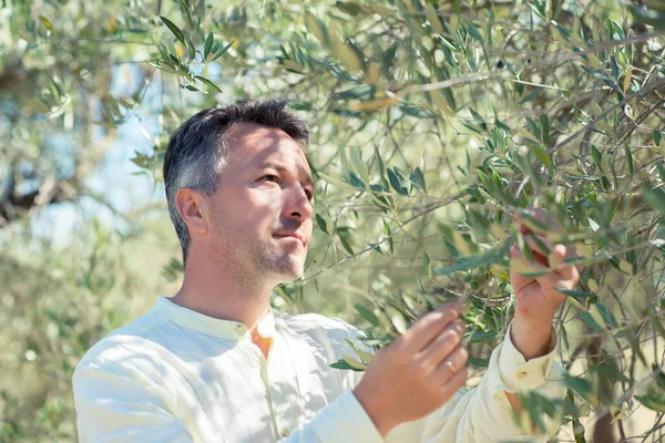 Olijfbomen Knappe Man Poserend Olijfbomen Tuin Mannelijk Portret Mediterrane Olijfgaard — Stockfoto