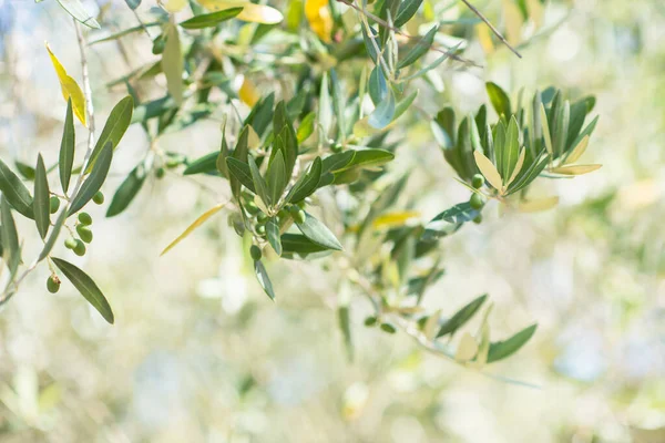 Drzewa Oliwne Ogród Oliwny Śródziemnomorskie Pole Oliwne Gotowe Zbiorów Włoski — Zdjęcie stockowe