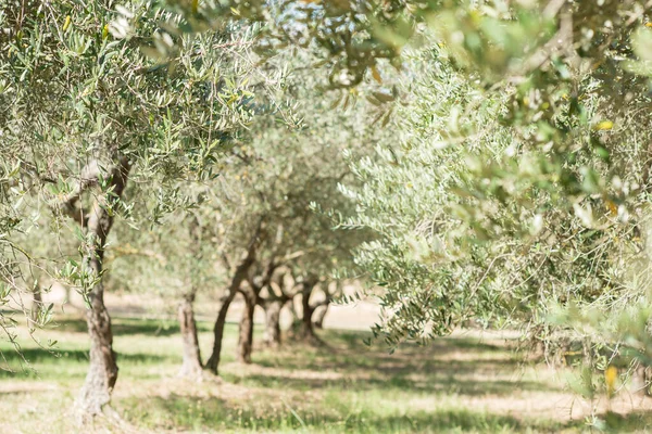 Olivovníky Olivová Zahrada Středomořské Olivové Pole Připravené Sklizni Italský Olivový — Stock fotografie