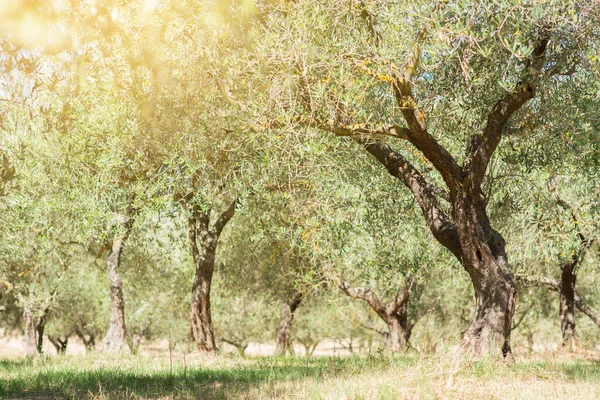 Olivträd Olivträdsträdgården Medelhavets Olivfält Redo För Skörd Italiensk Olivodling Med — Stockfoto