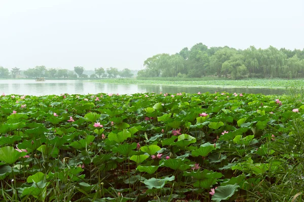Loto Floreciente China Lago Beijing Con Flor Loto Hermoso Flores — Foto de Stock