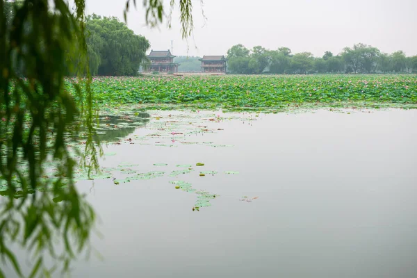 Çin 'de nilüfer çiçeği açıyor. Pekin 'de güzel nilüfer çiçekleri olan bir göl. Lotus çiçekleri..