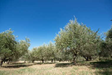 Zeytin ağaçları. Zeytin ağaçları bahçesi. Akdeniz zeytin tarlası hasat için hazır. Taze zeytinli İtalyan zeytinliği. Taze zeytin. Zeytin çiftliği.