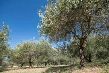 Zeytin ağaçları. Zeytin ağaçları bahçesi. Akdeniz zeytin tarlası hasat için hazır. Taze zeytinli İtalyan zeytinliği. Taze zeytin. Zeytin çiftliği.