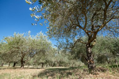 Zeytin ağaçları. Zeytin ağaçları bahçesi. Akdeniz zeytin tarlası hasat için hazır. Taze zeytinli İtalyan zeytinliği. Taze zeytin. Zeytin çiftliği.