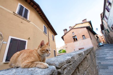 Kızıl Kedi - Montalcino vatandaşı, antik şehir merkezi. Toskana tatili. İtalya tatilleri Toskana, İtalya, Avrupa 'da. Güzel İtalya 'da tatil. 