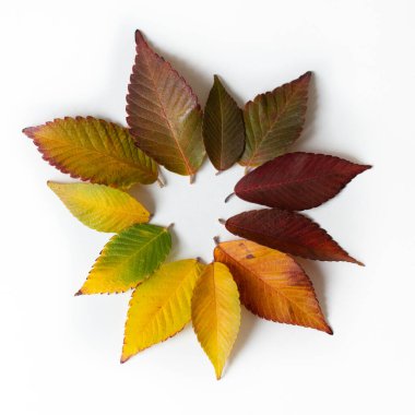 Farklı renkte yapraklar. Beyaz arka planda izole edilmiş renkli yapraklar. Sonbahar güzel yeşil, sarı, kırmızı ve turuncu yapraklar, tasarım elementi. Düşen yapraklar. Renk düşüşü