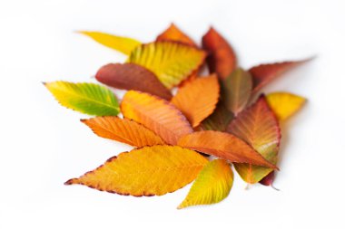 Farklı renkte yapraklar. Beyaz arka planda izole edilmiş renkli yapraklar. Sonbahar güzel yeşil, sarı, kırmızı ve turuncu yapraklar, tasarım elementi. Düşen yapraklar. Renk düşüşü