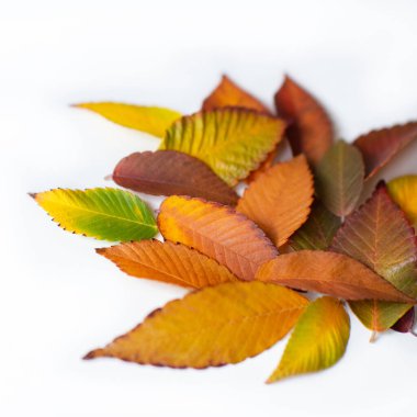 Farklı renkte yapraklar. Beyaz arka planda izole edilmiş renkli yapraklar. Sonbahar güzel yeşil, sarı, kırmızı ve turuncu yapraklar, tasarım elementi. Düşen yapraklar. Renk düşüşü