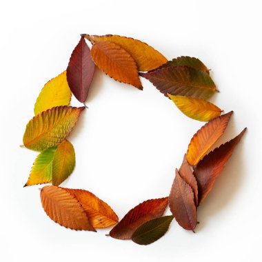 Farklı renkte yapraklar. Beyaz arka planda izole edilmiş renkli yapraklar. Sonbahar güzel yeşil, sarı, kırmızı ve turuncu yapraklar, tasarım elementi. Düşen yapraklar. Renk düşüşü