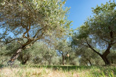 Zeytin ağaçları. Zeytin ağaçları bahçesi. Akdeniz zeytin tarlası hasat için hazır. Taze zeytinli İtalyan zeytinliği. Taze zeytin. Zeytin çiftliği.