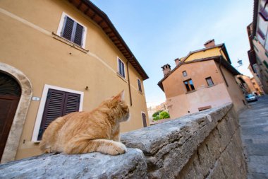 Kızıl Kedi - Montalcino vatandaşı, antik şehir merkezi. Toskana tatili. İtalya tatilleri Toskana, İtalya, Avrupa 'da. Güzel İtalya 'da tatil. 
