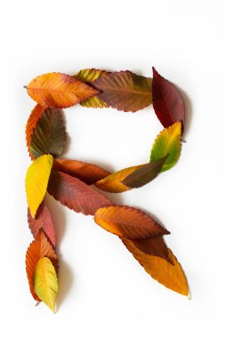 Renkli sonbahar yapraklarının R harfi. Sonbahar yapraklarının R harfi. Sonbahar tasarım yazı tipi konsepti. Çok renkli yapraklardan mevsimlik dekoratif güzel renkler. Doğal sonbahar alfabesi.