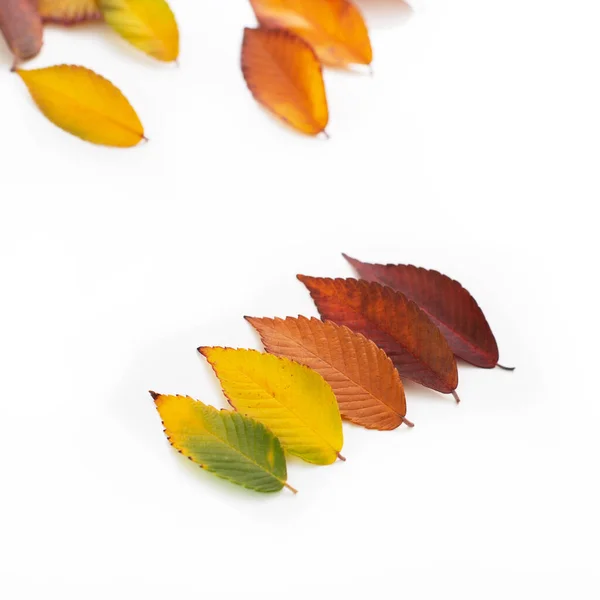 Folhas Outono Coloridas Diferentes Conjunto Folhas Olorosas Isoladas Sobre Fundo — Fotografia de Stock