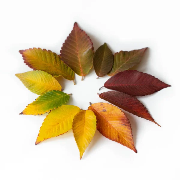 Разные Цветные Осенние Листья Набор Цветных Листьев Изолирован Белом Фоне — стоковое фото