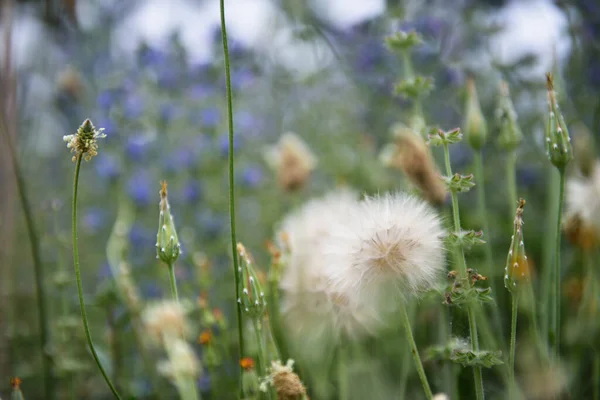 Fleurs Pissenlit Été Nature Beau Fond — Photo