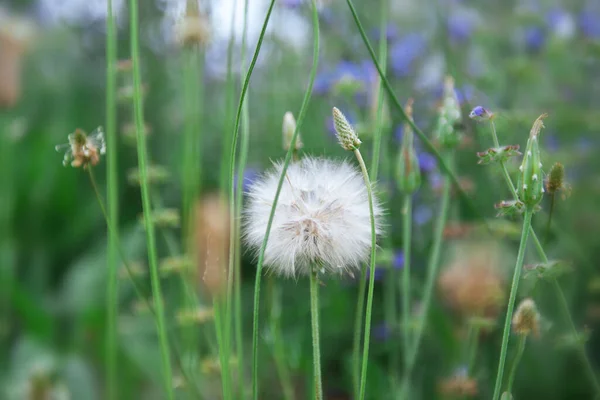 Dandelion Flowers Summer Nature Beautiful Background — Stock Photo, Image