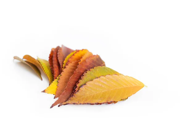 Verschillende Gekleurde Herfstbladeren Set Van Kleurrijke Bladeren Geïsoleerd Witte Achtergrond — Stockfoto