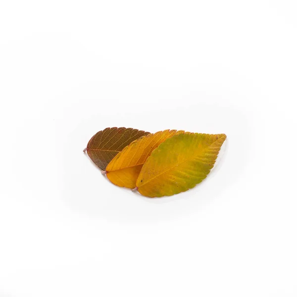 Different Colored Fall Leaves Set Olorful Leaves Isolated White Background — Stock Photo, Image