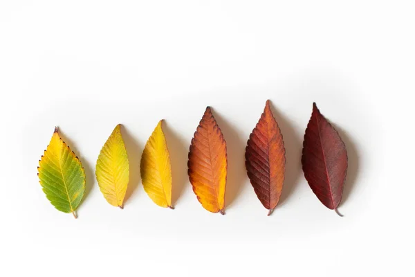 Hojas Otoño Diferentes Colores Conjunto Hojas Olorosas Aisladas Sobre Fondo —  Fotos de Stock