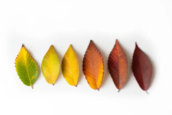 Hojas Otoño Diferentes Colores Conjunto Hojas Olorosas Aisladas Sobre Fondo —  Fotos de Stock