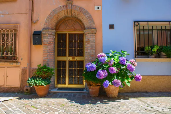 Street in Rimini with blooming flowers hydrangea near house, ancient city center. Vacation in beautiful Emilia Romagna, Italy, Europe.