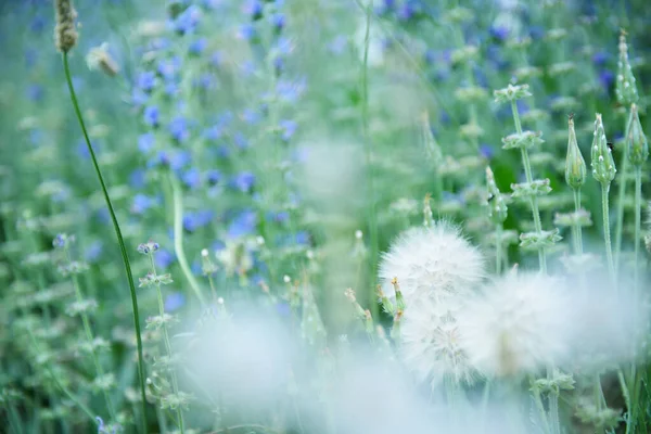 Kwiaty Mniszka Lekarskiego Lato Natura Piękne Tło — Zdjęcie stockowe