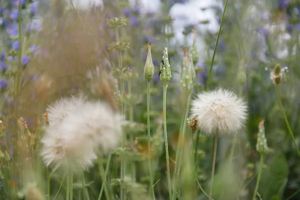 Kwiaty Mniszka Lekarskiego Lato Natura Piękne Tło — Zdjęcie stockowe