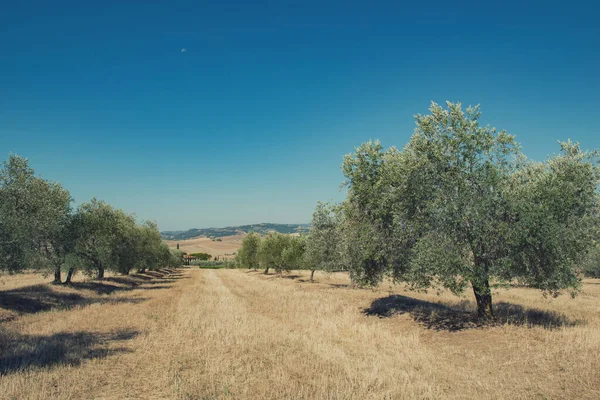 Olivos Jardín Olivos Campo Olivo Mediterráneo Listo Para Cosecha Oliva — Foto de Stock