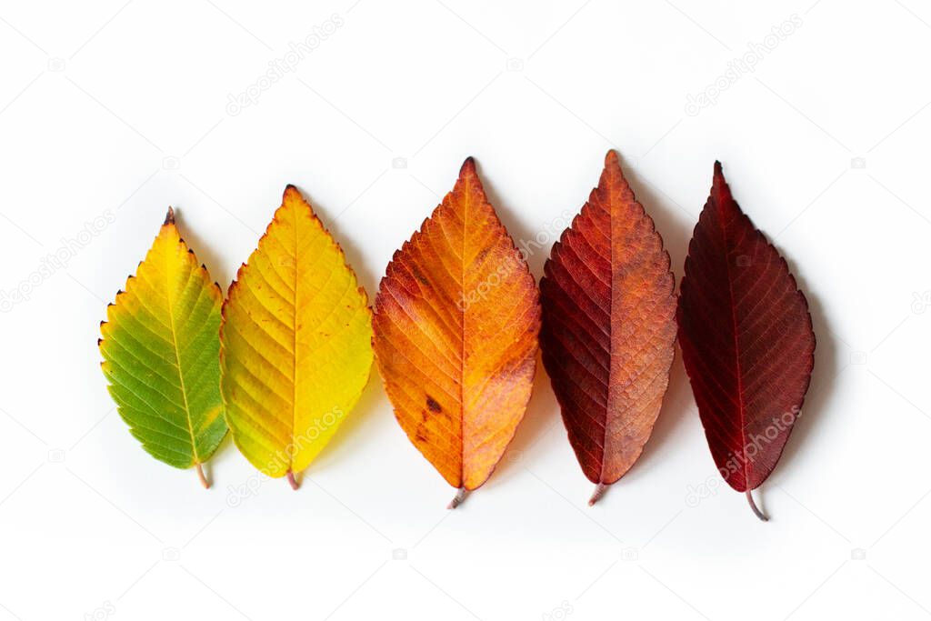 Different colored fall leaves. Set of olorful leaves isolated on white background. Autumn beautiful green, yellow, red and orange leaves, design element. Fall foliage. Color fall