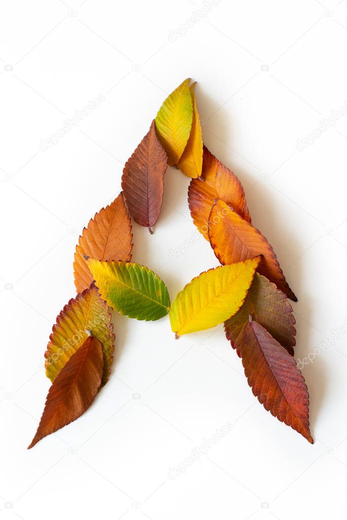 Letter A of colorful autumn leaves. Character A mades of fall foliage. Autumnal design font concept. Seasonal decorative beautiful type mades from multi-colored leaves. Natural autumnal alphabet.