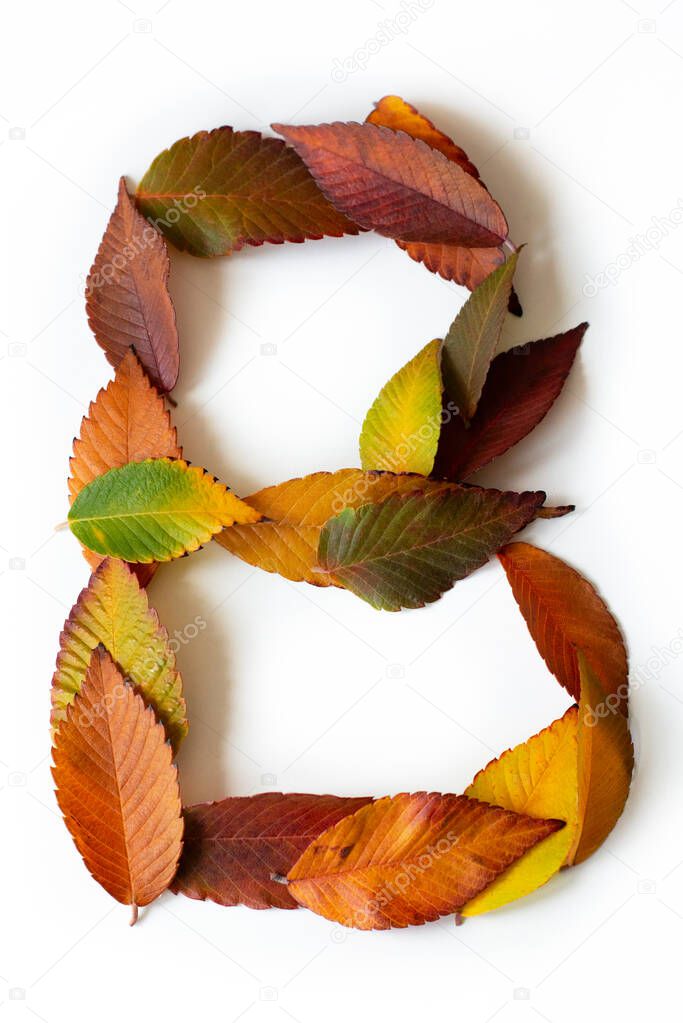 Letter B of colorful autumn leaves. Character B mades of fall foliage. Autumnal design font concept. Seasonal decorative beautiful type mades from multi-colored leaves. Natural autumnal alphabet.