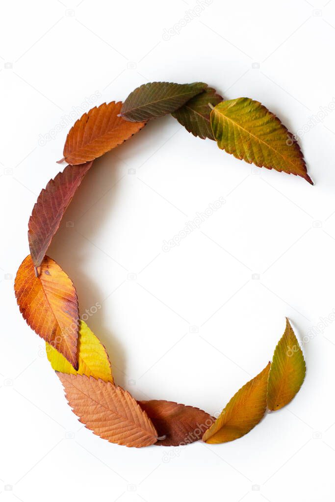 Letter C of colorful autumn leaves. Character C mades of fall foliage. Autumnal design font concept. Seasonal decorative beautiful type mades from multi-colored leaves. Natural autumnal alphabet.