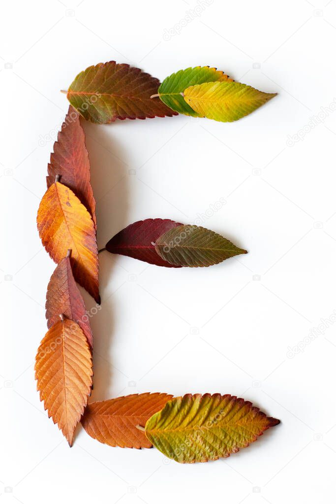 Letter E of colorful autumn leaves. Character E mades of fall foliage. Autumnal design font concept. Seasonal decorative beautiful type mades from multi-colored leaves. Natural autumnal alphabet.