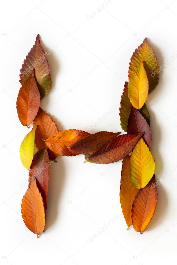 Letter H of colorful autumn leaves. Character H mades of fall foliage. Autumnal design font concept. Seasonal decorative beautiful type mades from multi-colored leaves. Natural autumnal alphabet.