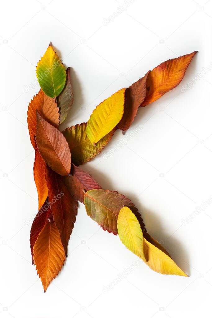 Letter K of colorful autumn leaves. Character K mades of fall foliage. Autumnal design font concept. Seasonal decorative beautiful type mades from multi-colored leaves. Natural autumnal alphabet.