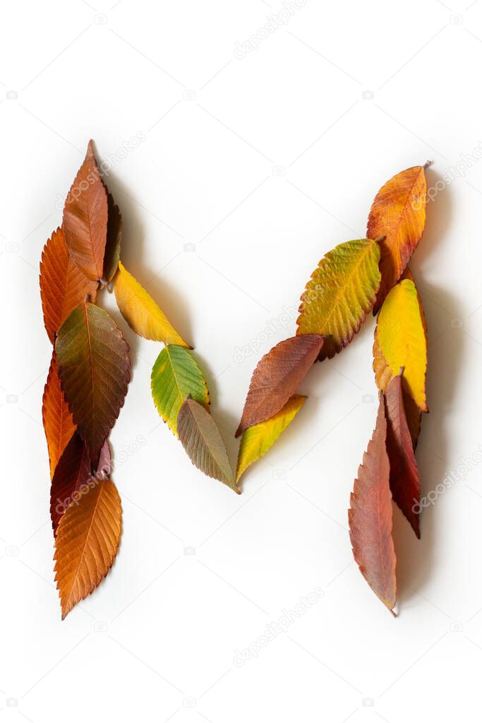 Letter M of colorful autumn leaves. Character M mades of fall foliage. Autumnal design font concept. Seasonal decorative beautiful type mades from multi-colored leaves. Natural autumnal alphabet.