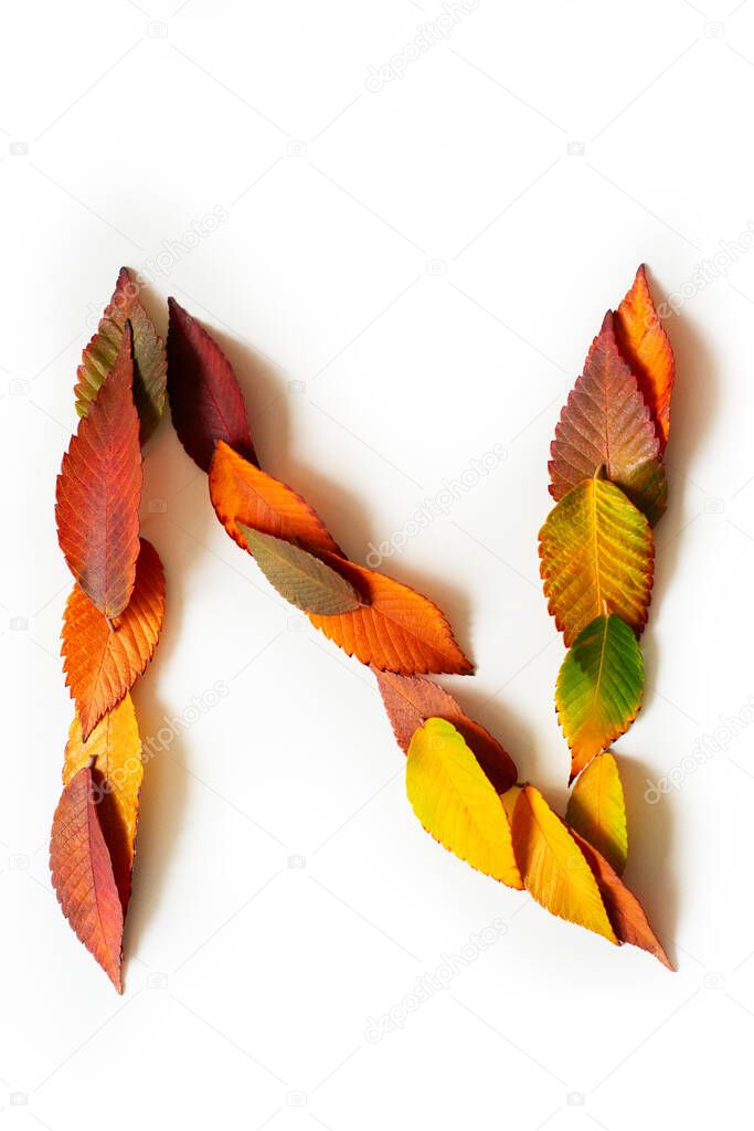 Letter N of colorful autumn leaves. Character N mades of fall foliage. Autumnal design font concept. Seasonal decorative beautiful type mades from multi-colored leaves. Natural autumnal alphabet.