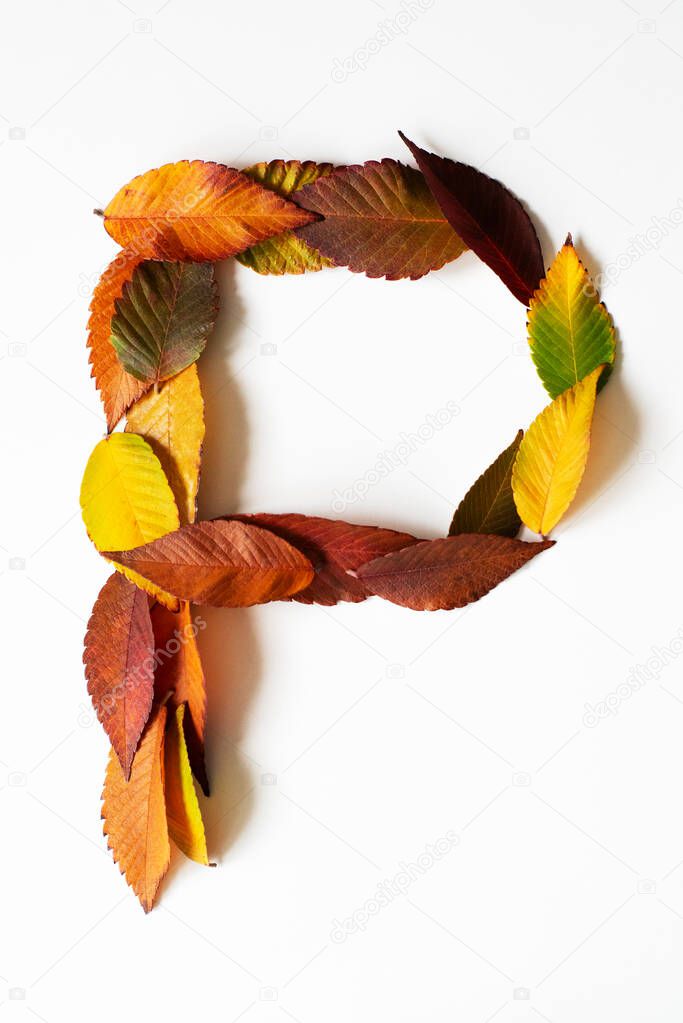 Letter P of colorful autumn leaves. Character P mades of fall foliage. Autumnal design font concept. Seasonal decorative beautiful type mades from multi-colored leaves. Natural autumnal alphabet.
