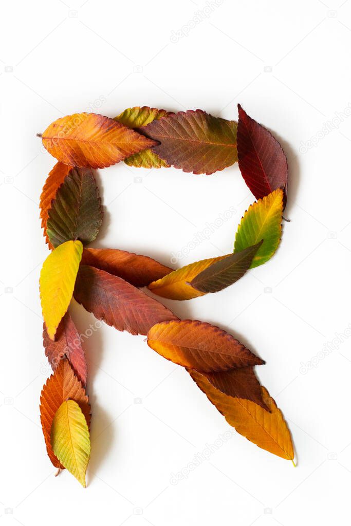 Letter R of colorful autumn leaves. Character R mades of fall foliage. Autumnal design font concept. Seasonal decorative beautiful type mades from multi-colored leaves. Natural autumnal alphabet.