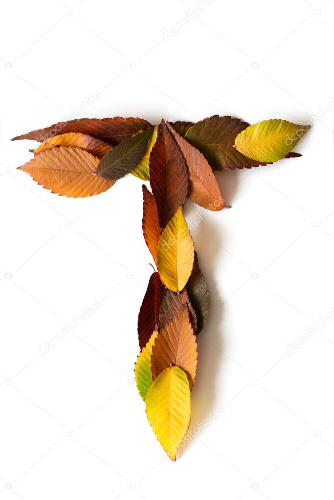 Letter T of colorful autumn leaves. Character T  mades of fall foliage. Autumnal design font concept. Seasonal decorative beautiful type mades from multi-colored leaves. Natural autumnal alphabet.