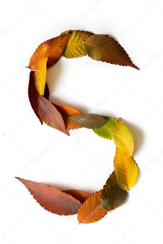 Letter S of colorful autumn leaves. Character S mades of fall foliage. Autumnal design font concept. Seasonal decorative beautiful type mades from multi-colored leaves. Natural autumnal alphabet.
