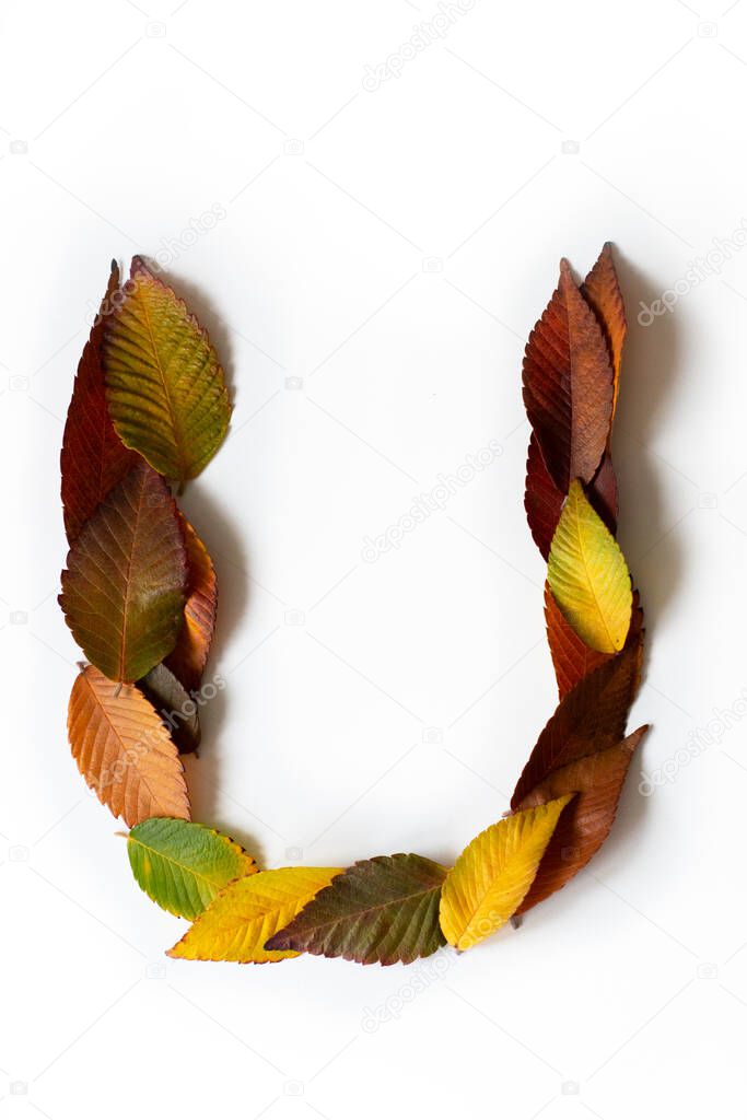Letter U of colorful autumn leaves. Character U mades of fall foliage. Autumnal design font concept. Seasonal decorative beautiful type mades from multi-colored leaves. Natural autumnal alphabet.
