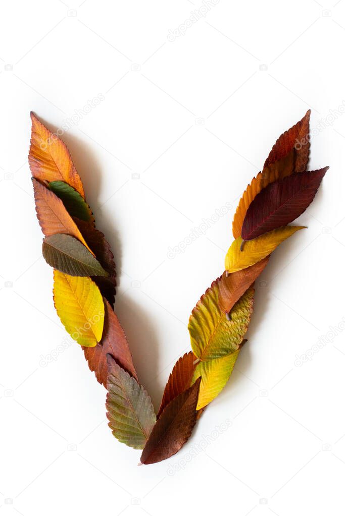 Letter V of colorful autumn leaves. Character V mades of fall foliage. Autumnal design font concept. Seasonal decorative beautiful type mades from multi-colored leaves. Natural autumnal alphabet.