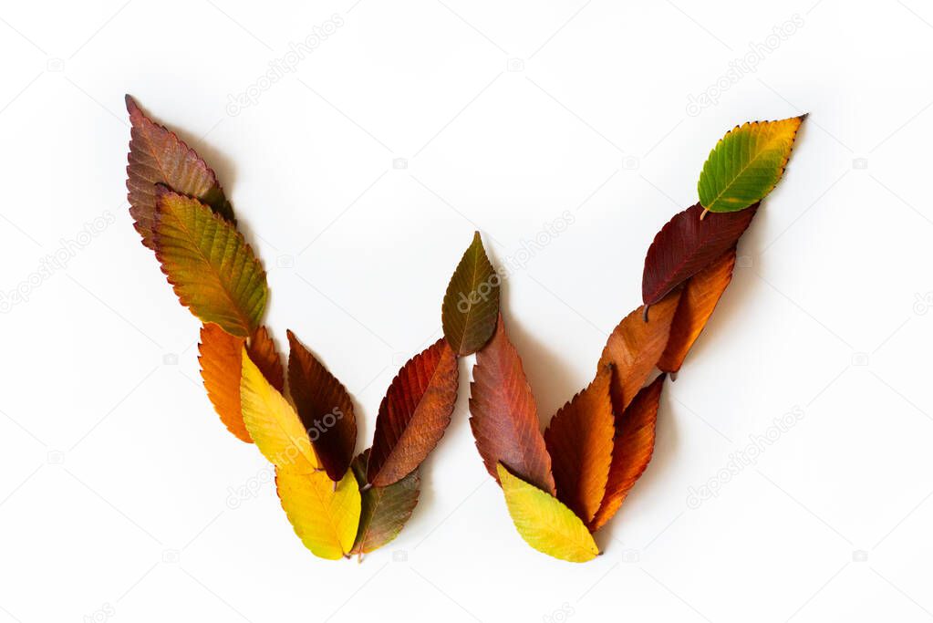 Letter W of colorful autumn leaves. Character W mades of fall foliage. Autumnal design font concept. Seasonal decorative beautiful type mades from multi-colored leaves. Natural autumnal alphabet.