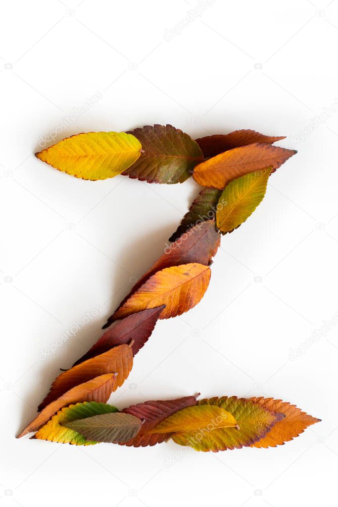 Letter Z of colorful autumn leaves. Character Z mades of fall foliage. Autumnal design font concept. Seasonal decorative beautiful type mades from multi-colored leaves. Natural autumnal alphabet.