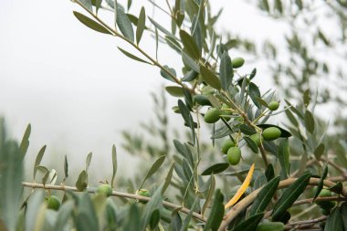 Sis sabahında zeytin ağaçları. Zeytin ağaçları bahçesi. Akdeniz zeytin tarlası hasat için hazır. Taze zeytinli İtalyan zeytinliği. Taze zeytin. Zeytin çiftliği.