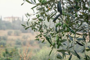 İtalya, Toskana 'da sisli bir sabahta zeytin ağaçları. Zeytin ağaçları bahçesi. Akdeniz zeytin tarlası hasat için hazır. Taze zeytinli İtalyan zeytinliği. Zeytin çiftliği.