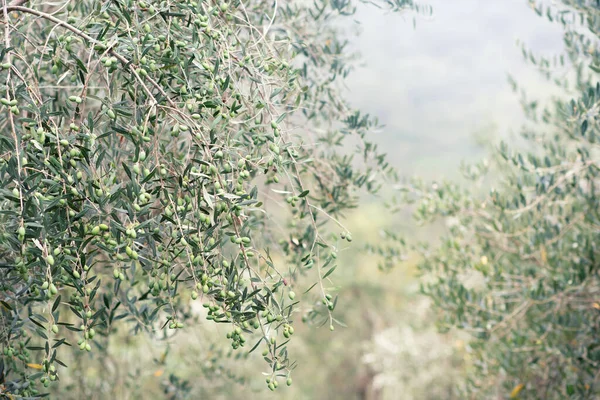 Olive Trees Fog Morning Olive Trees Garden Mediterranean Olive Field — Stock Photo, Image